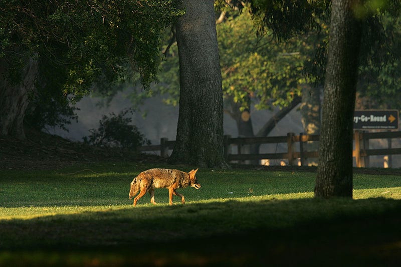 An upset cat owner offered a $250 reward for dead coyotes on Facebook.