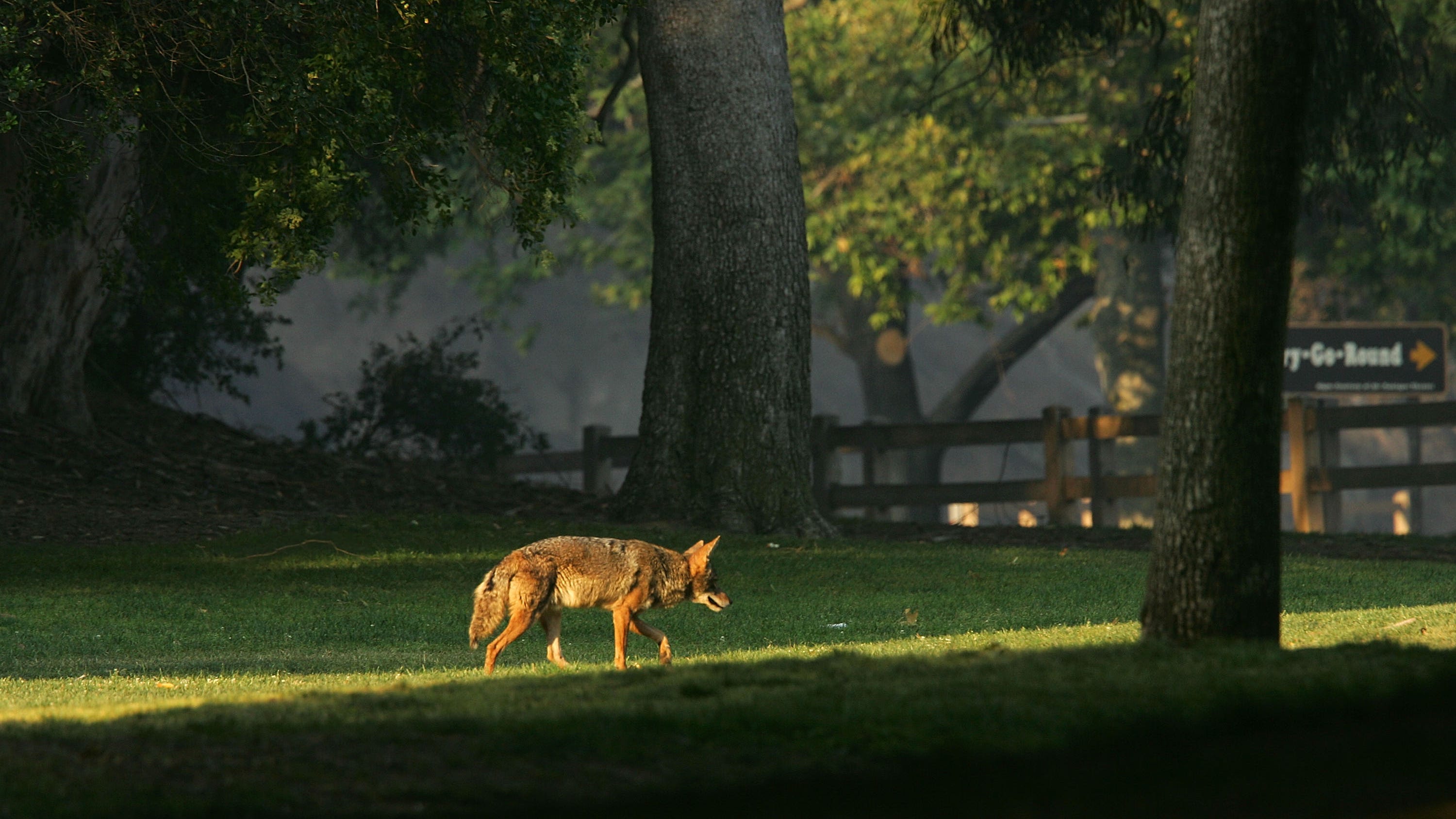 Coyote attacks, bites child in Moraga
