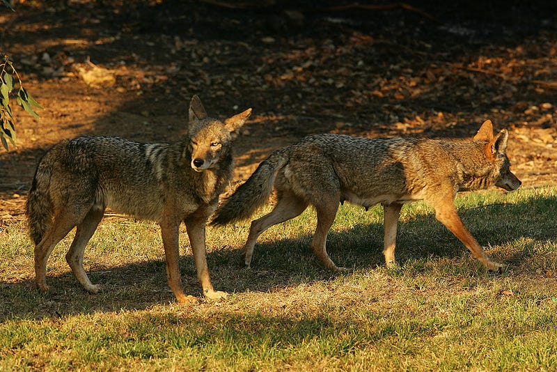 Moraga has implemented a Wildlife Watch program after five coyote attacks.