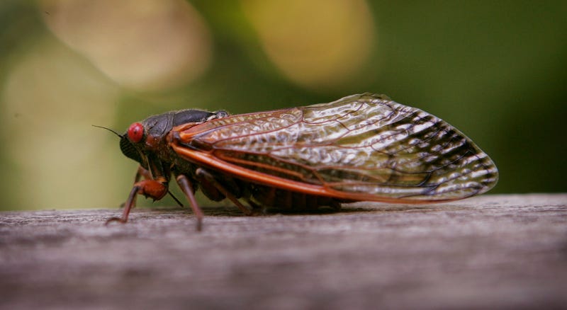 cicada on tree