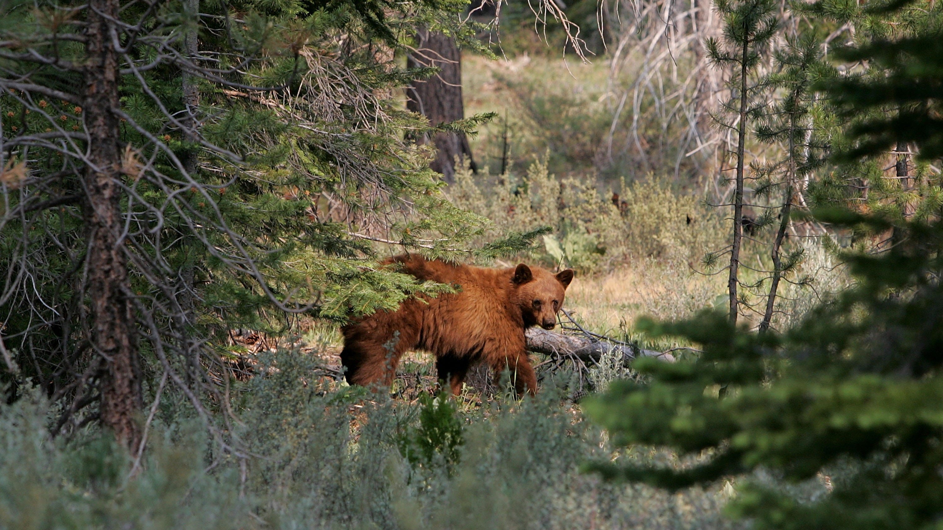 Bear crossing: Wildlife officials warn more bears in Tahoe after Caldor Fire