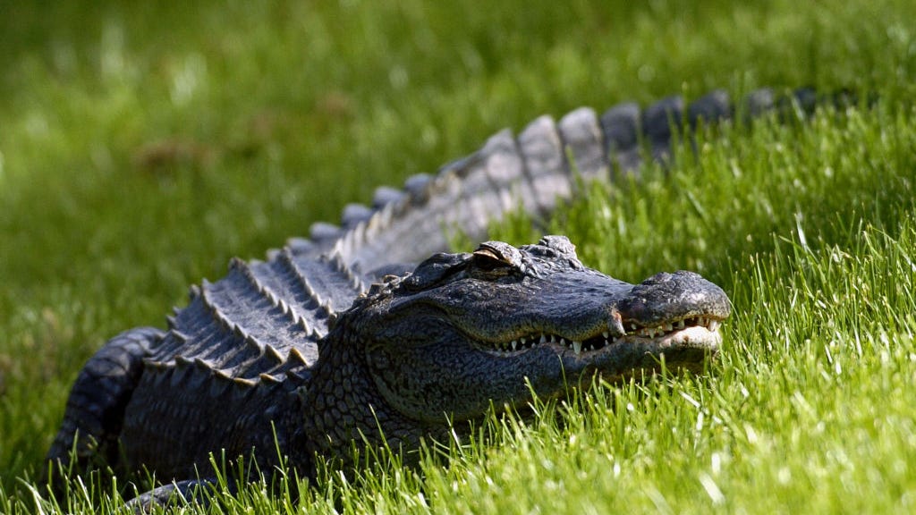 Heroic man captures aggressive alligator with a trash can in wild viral video