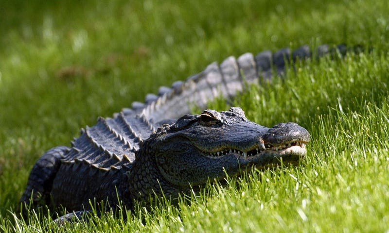 A Florida alligator watches the action from the ninth fairway during third-round play at the PGA Tour's Players Championship