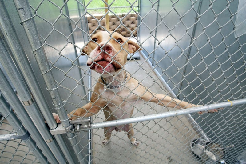 File photo: A pit bull looks out from a cage at a shelter in Jersey City. Authorities allege dogs like this one were used in a dog-fighting ring