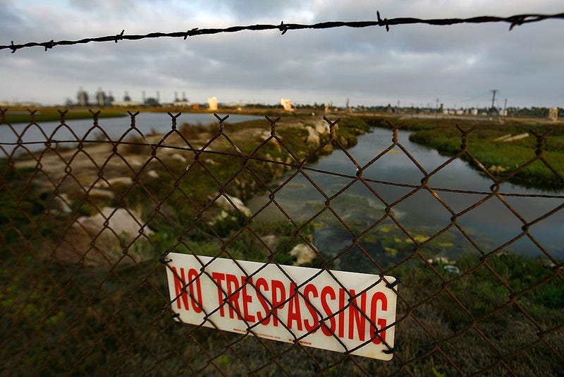 Skeletal remains were found in the Ballona wetlands on Friday.