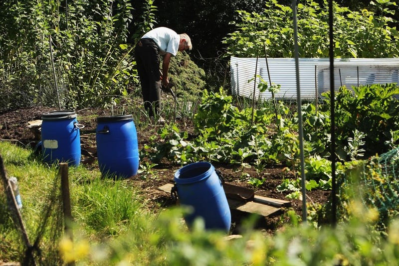 A man works his allotment near the site of the first outbreak of foot and mouth disease, in the village of Normandy on August 8, 2007 in Surrey, England.