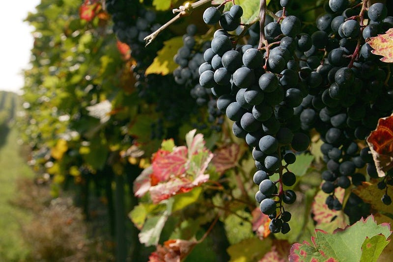 grapes