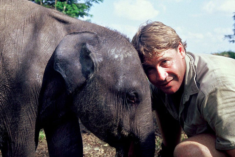 Steve Irwin poses with an elephant at Australia Zoo September 16, 2006 in Beerwah, Australia