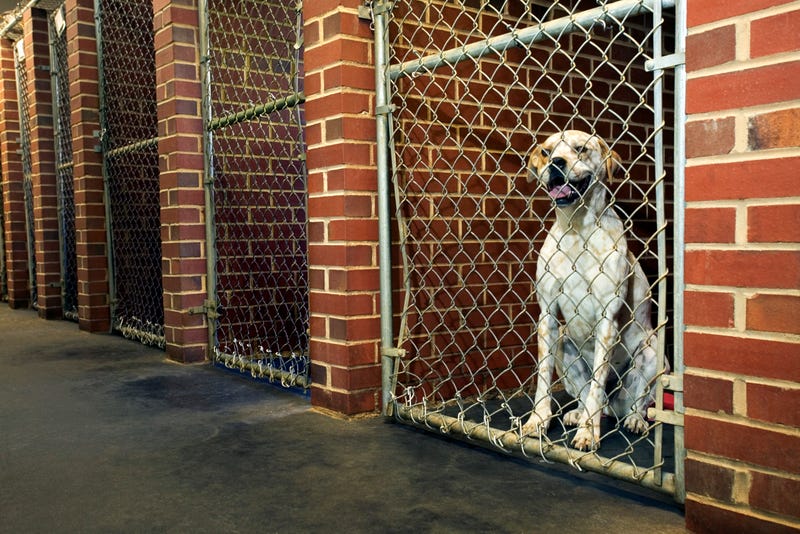 dog in shelter