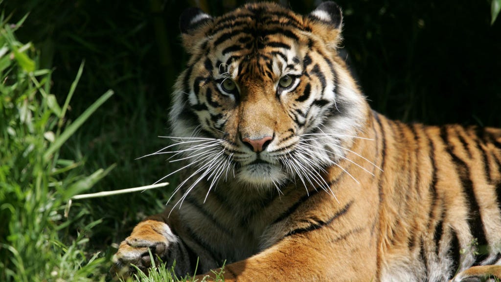 Zookeeper killed by 675-pound Siberian tiger that climbed 12-foot fence
