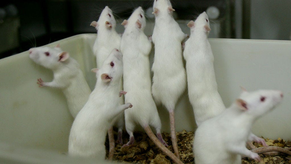UCSF study: Molecule can reverse effects of concussions in lab mice