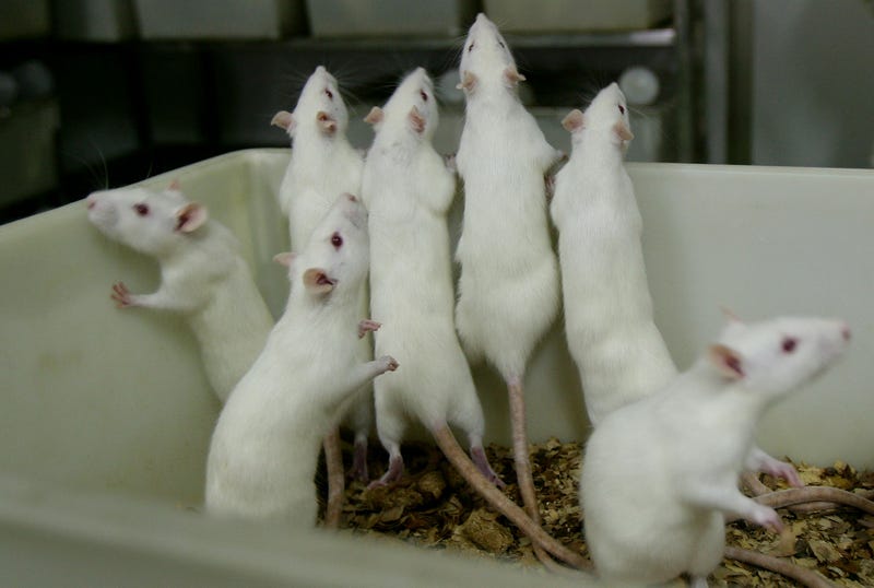 First human case of hantavirus discovered in Michigan