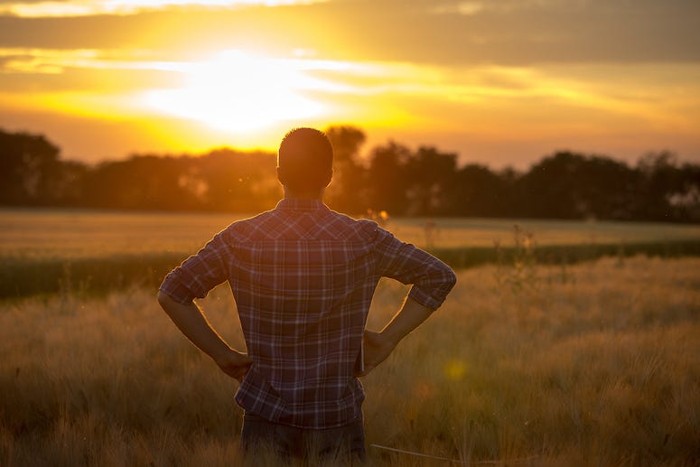 Farmer looking over field