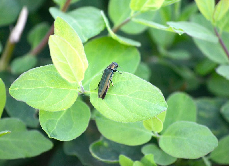 emerald ash borer