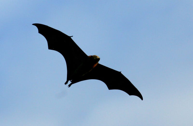 Bat infestation troubles SW Indiana county's offices