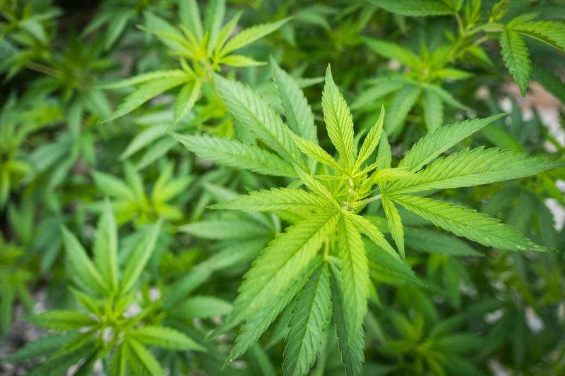 cannabis plant