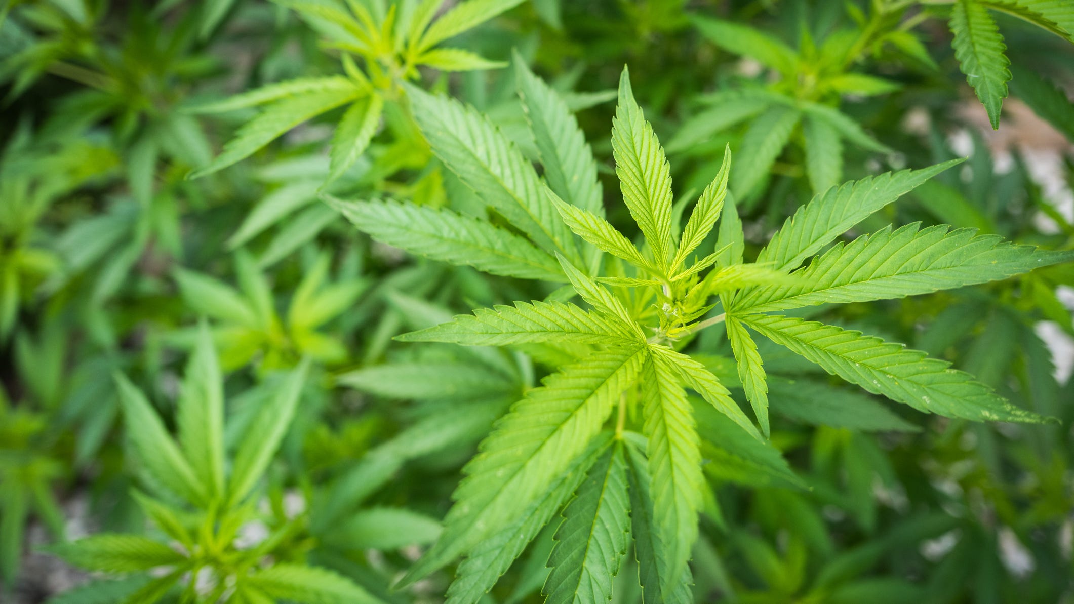 NY law will let hemp growers apply for license to grow pot this year