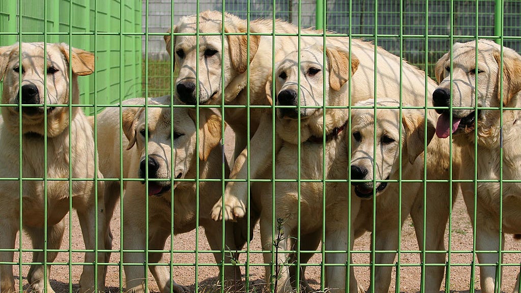 60 dogs rescued from China's meat trade need help finding homes in the U.S.