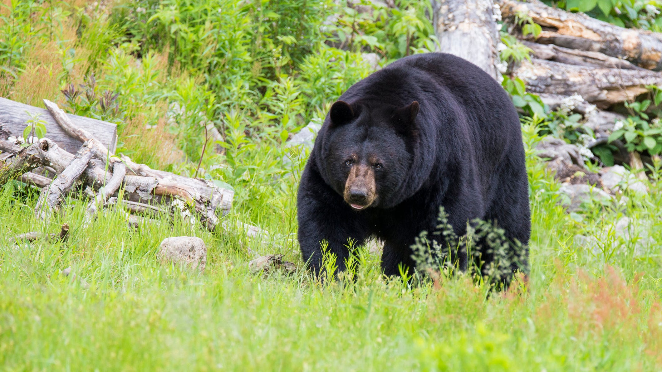 'Hank the Tank' South Lake Tahoe's 500-lb bear looter exonerated due to DNA evidence