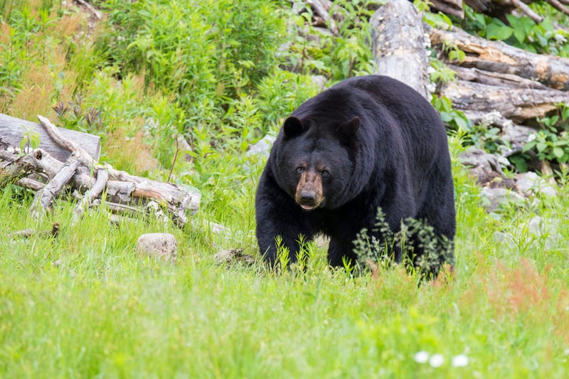 bear