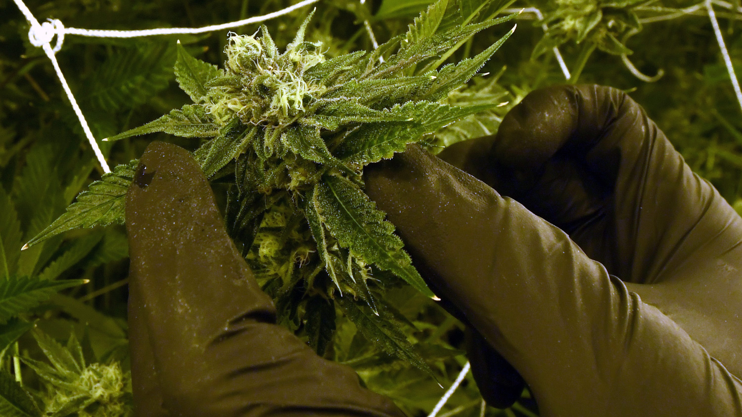 Murphy signs laws to set up marijuana market in NJ