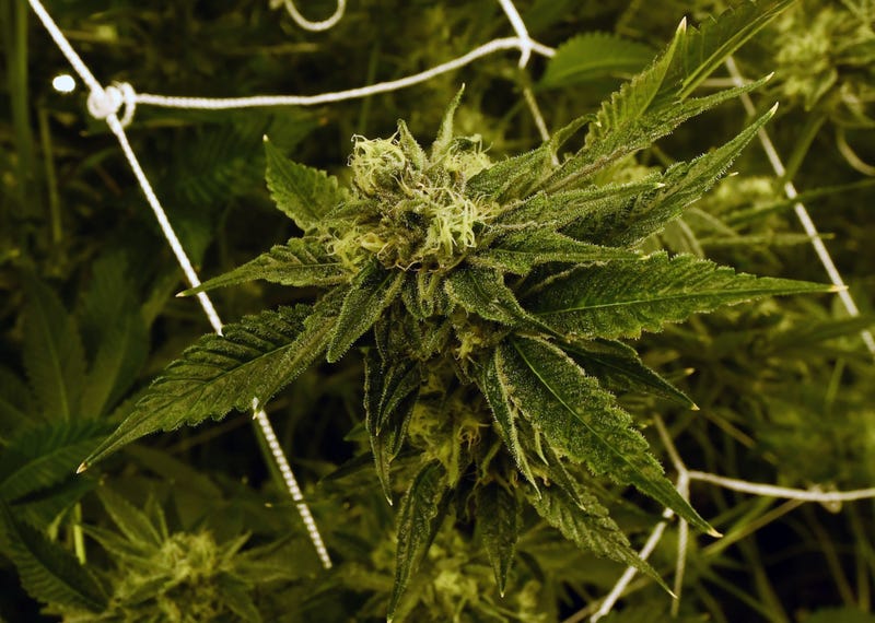 marijuana