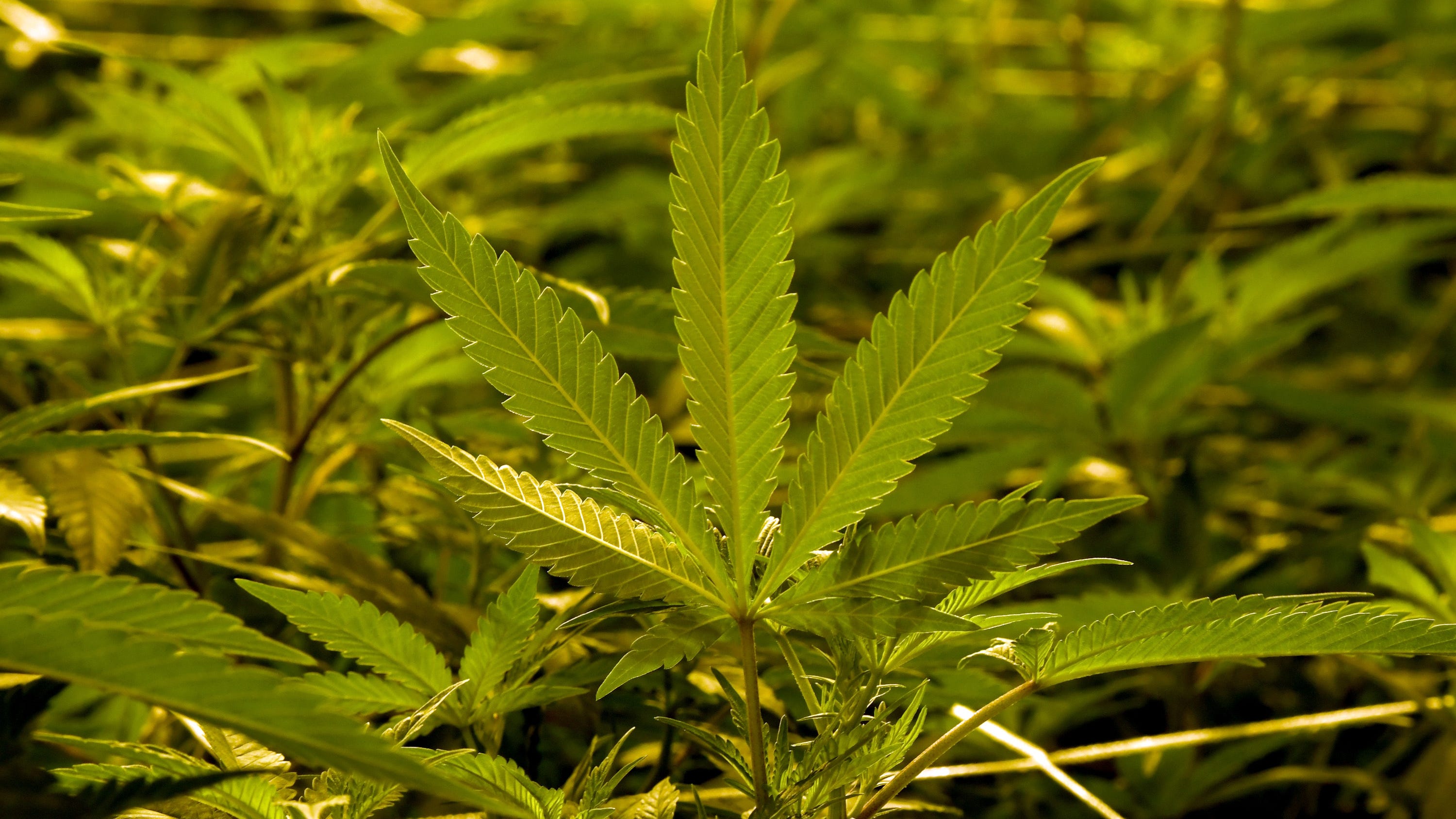 Application process for retail marijuana licenses open Thursday