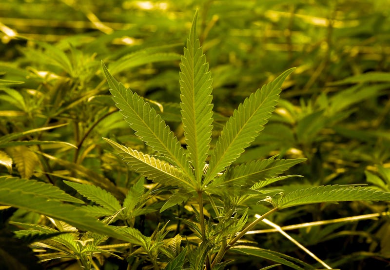 Marijuana plants