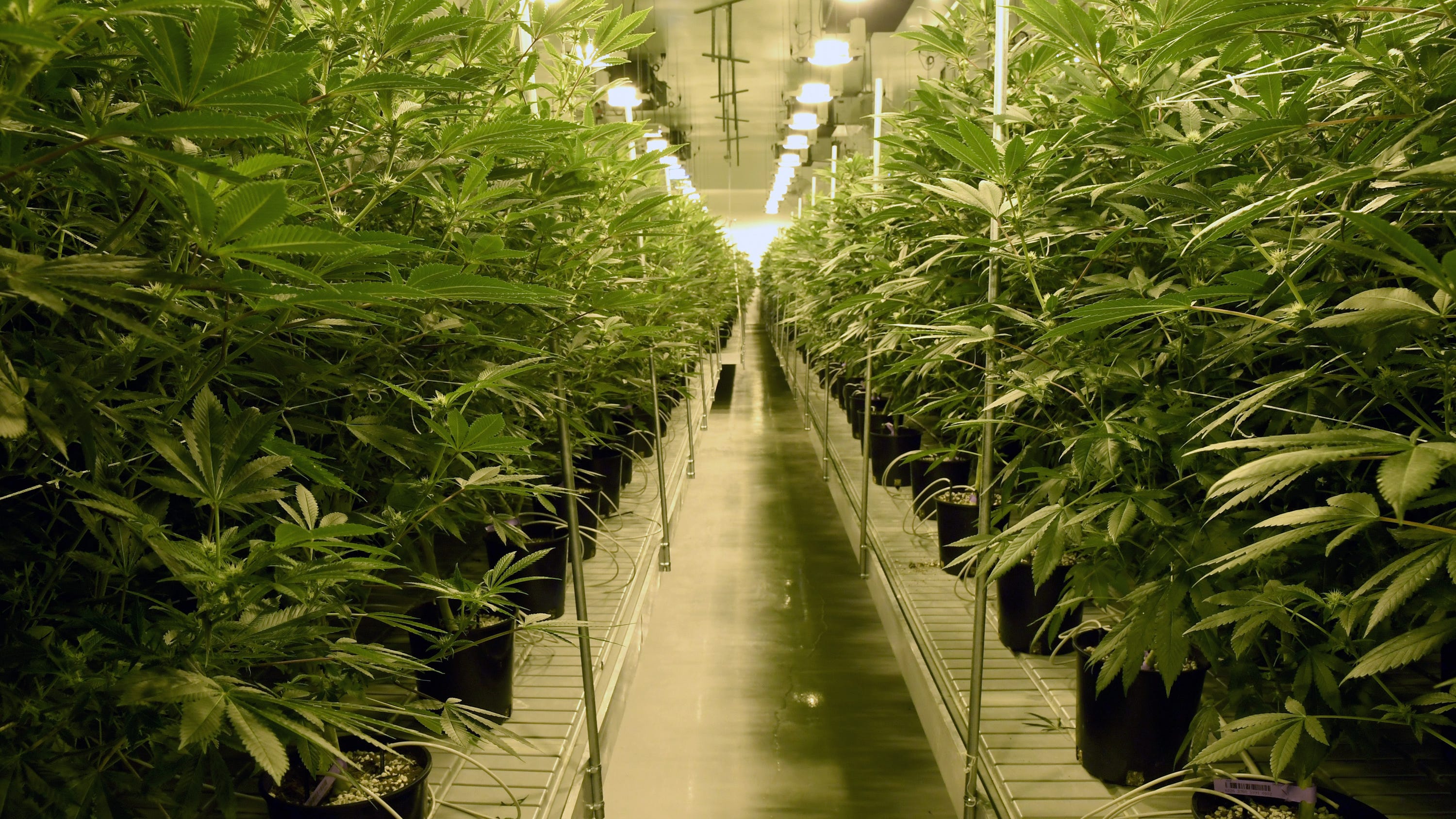 Deadline for Murphy to act on marijuana bill pushed back