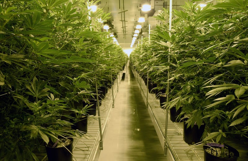 Marijuana Cultivation Center