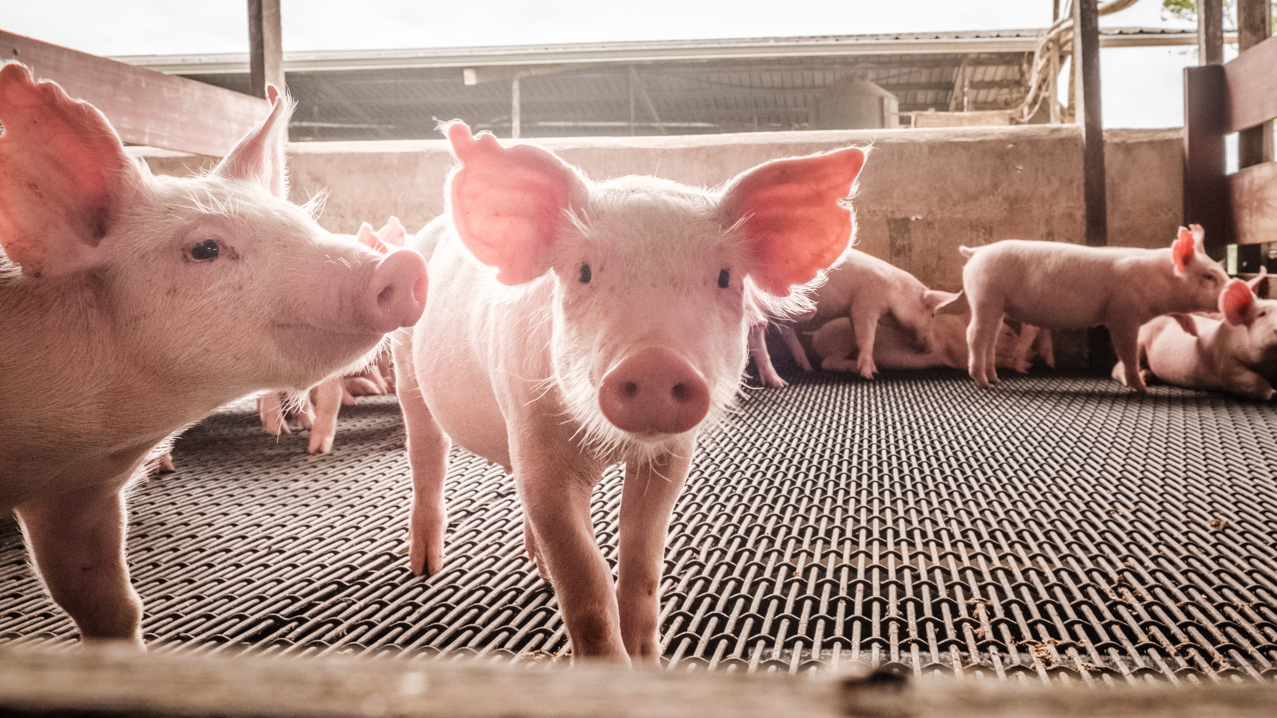 2022 Illinois State Fair features upgraded barns and roads