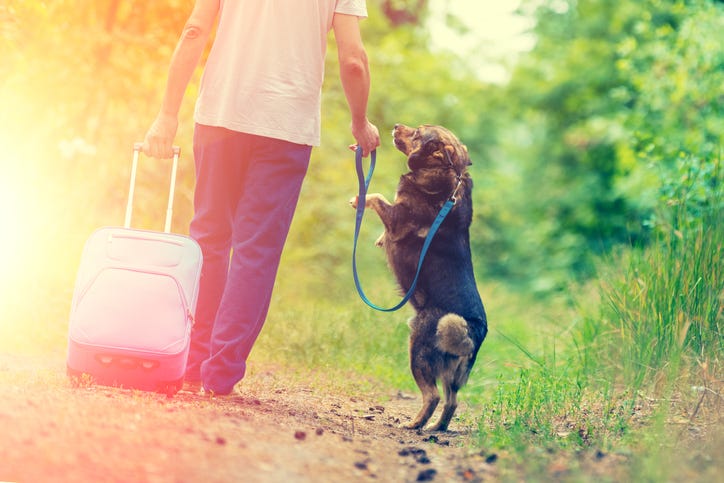 Dog walking on hind legs