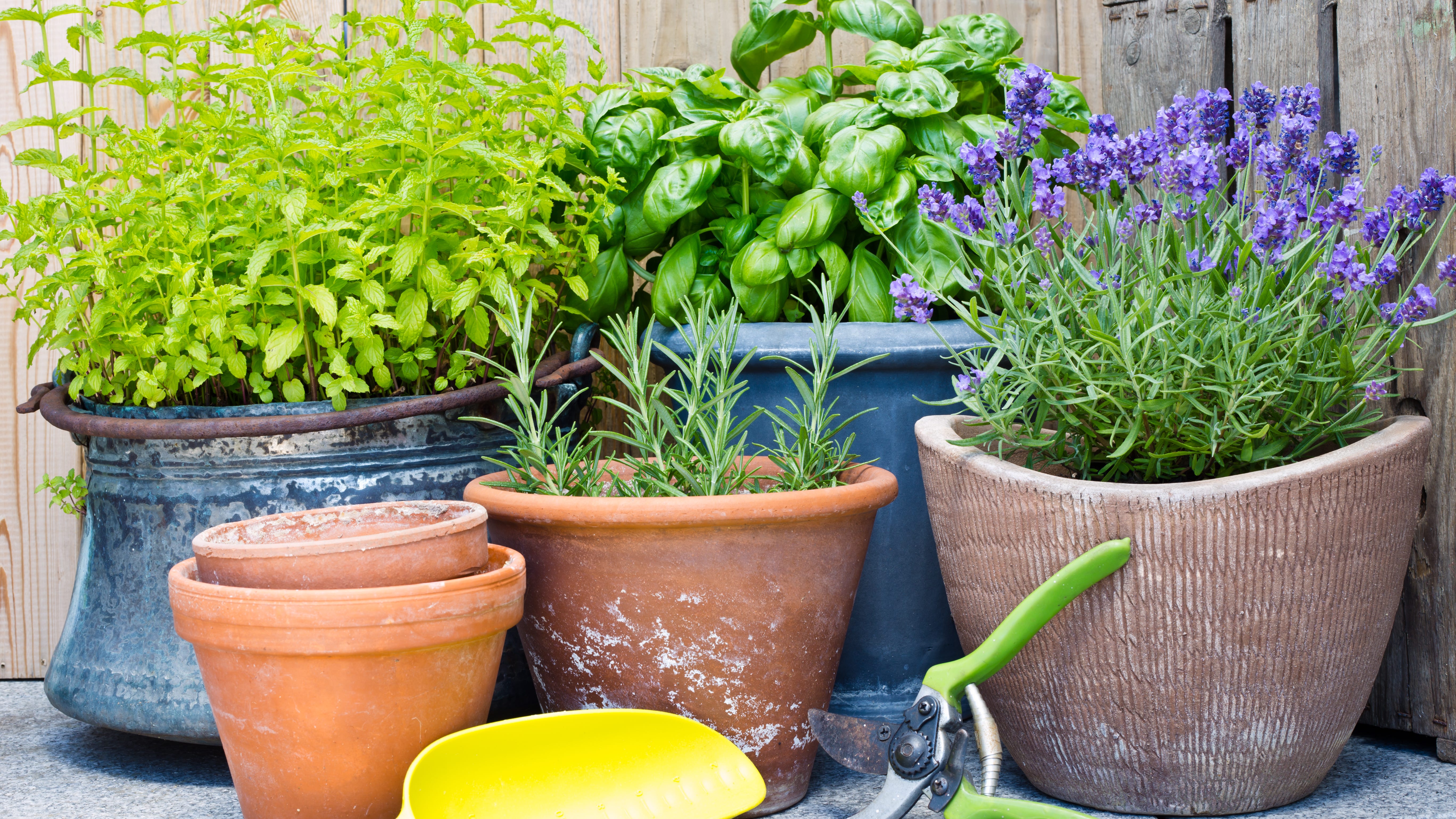 North Texas ranked amongst worst places for urban gardening