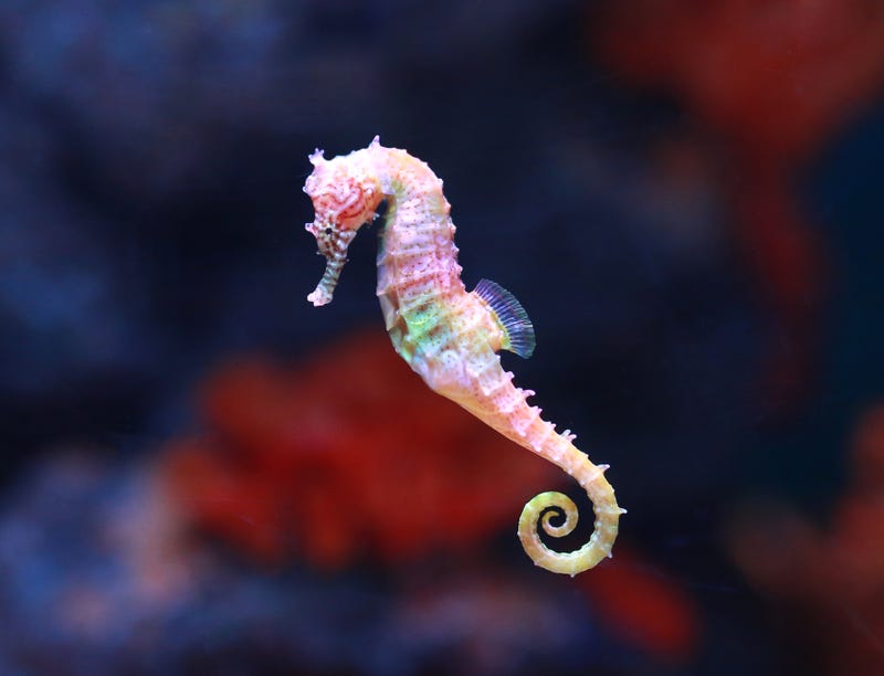 seahorse swimming