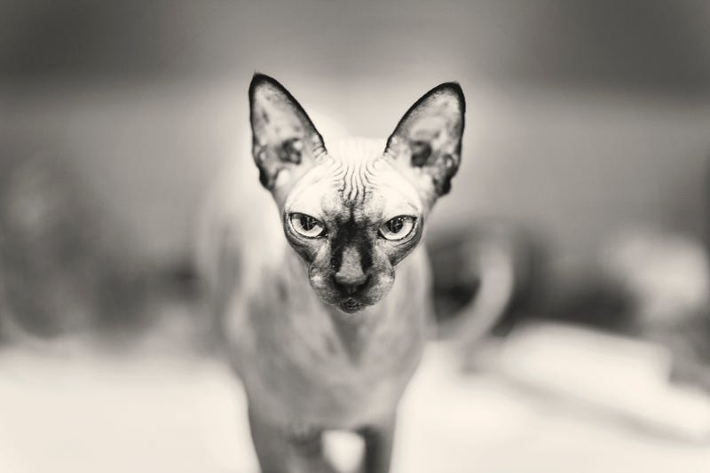 Mean cat
