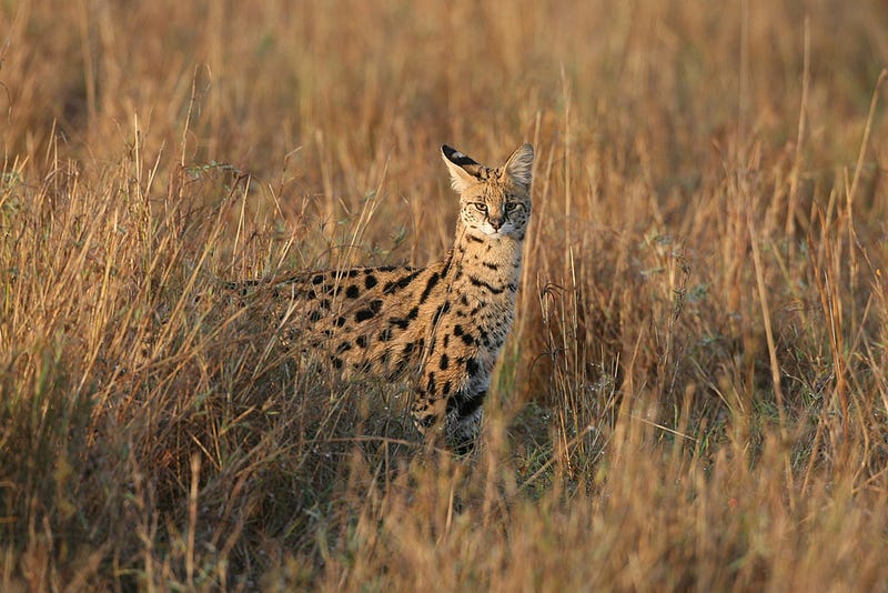 wild cat