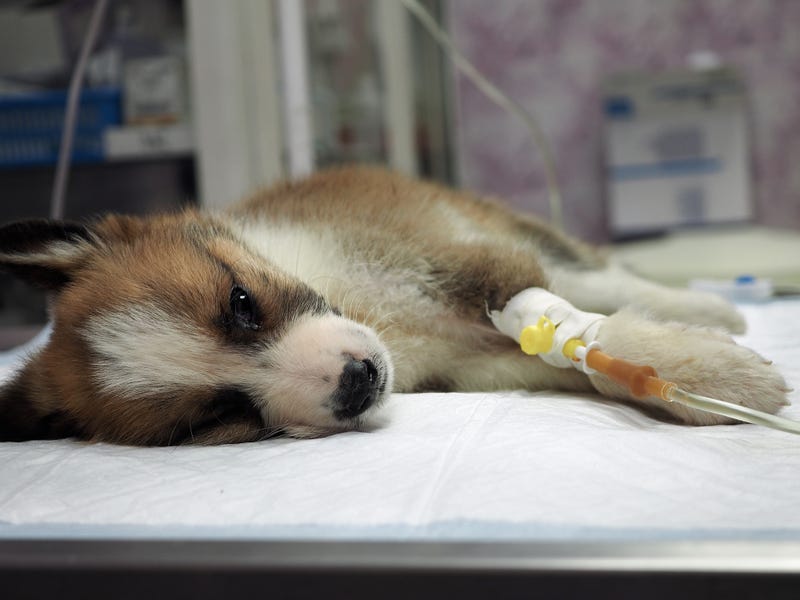 Sick puppy