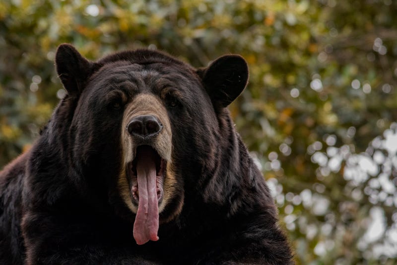 Bear break-ins started becoming more well-known in recent years following the pandemic.
