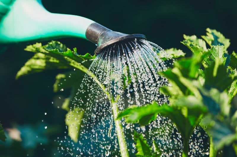 watering plants