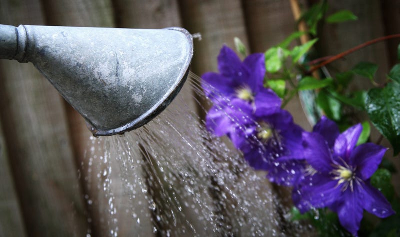 watering plants