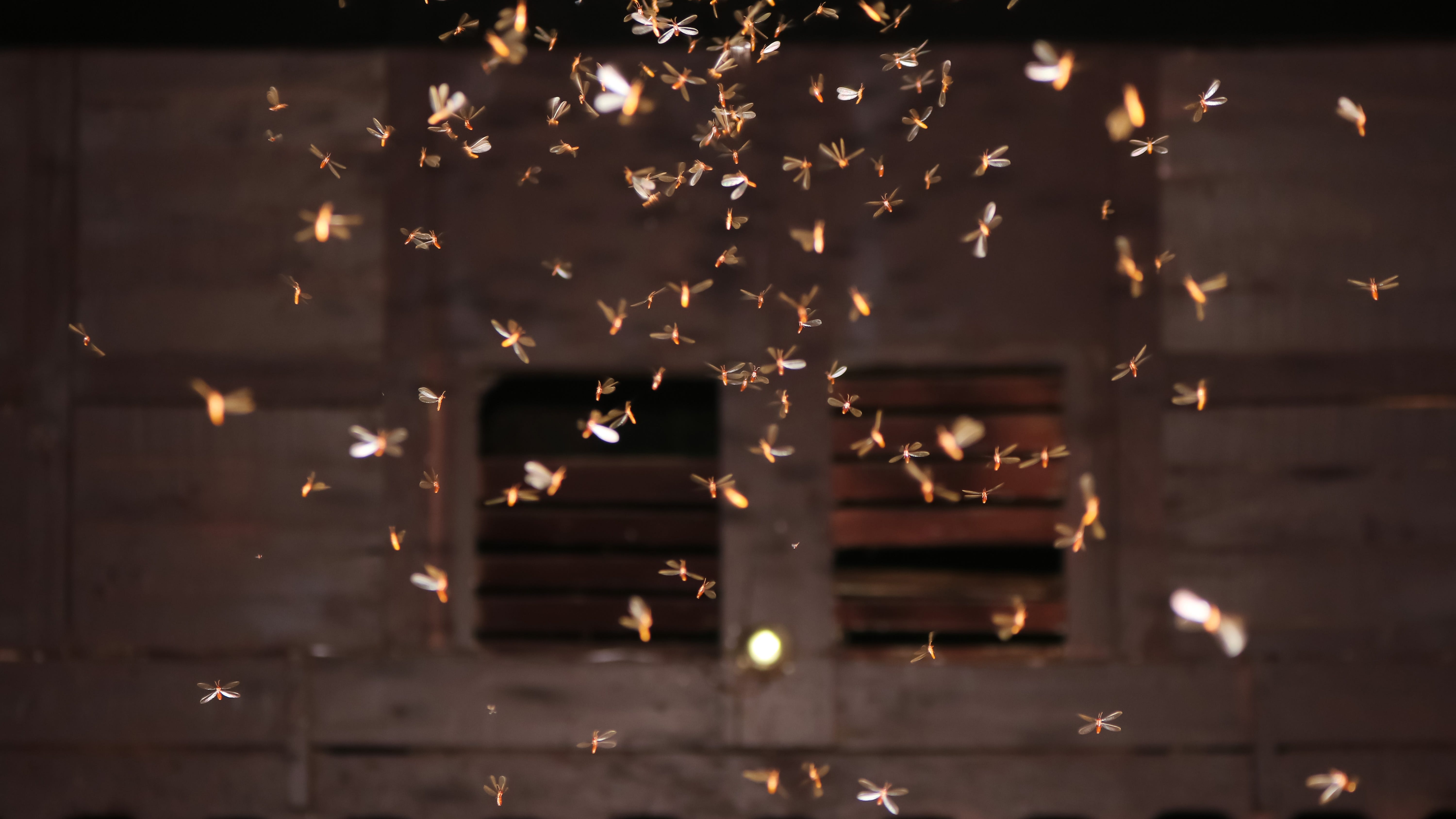 It's termite time in south Louisiana