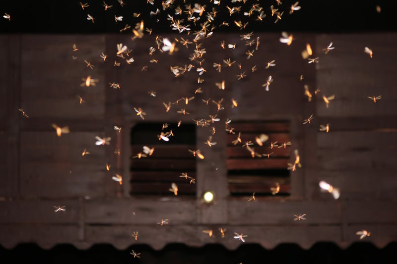 Termites