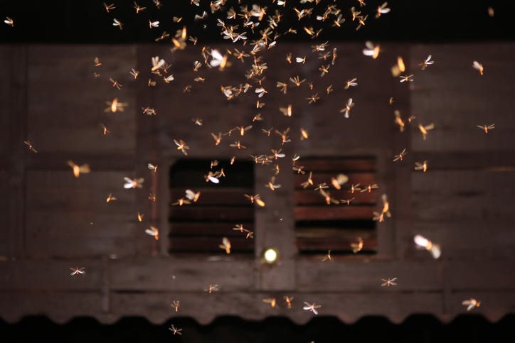 moths