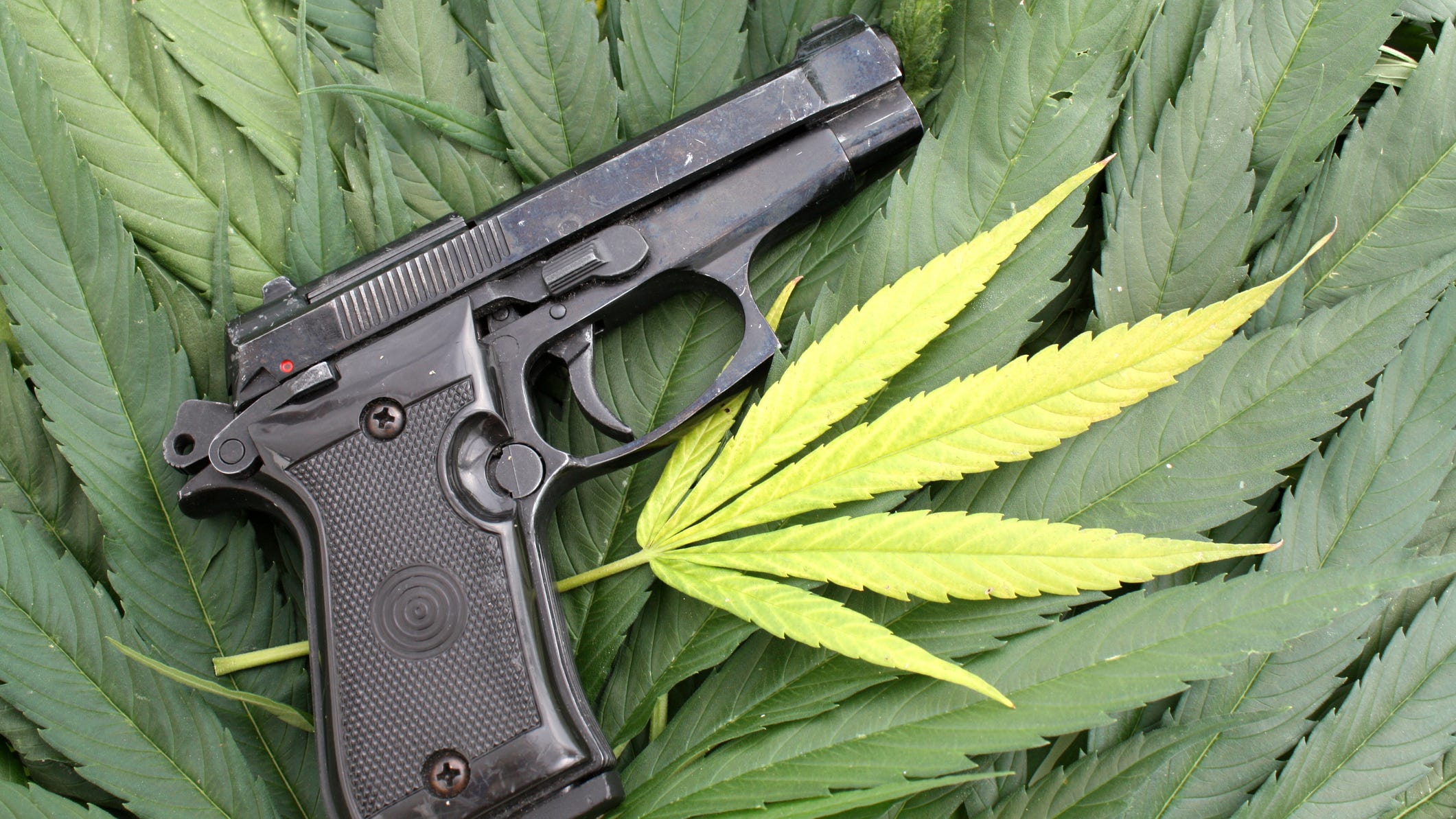 ATF clarifies that marijuana users can not be gun owners despite Minnesota legalizing the substance
