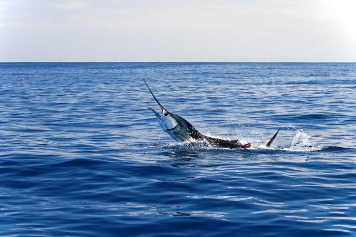 Sailfish