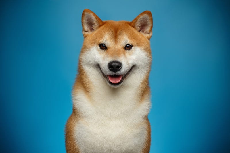 Portrait of Smiling Shiba inu Dog on Blue Background