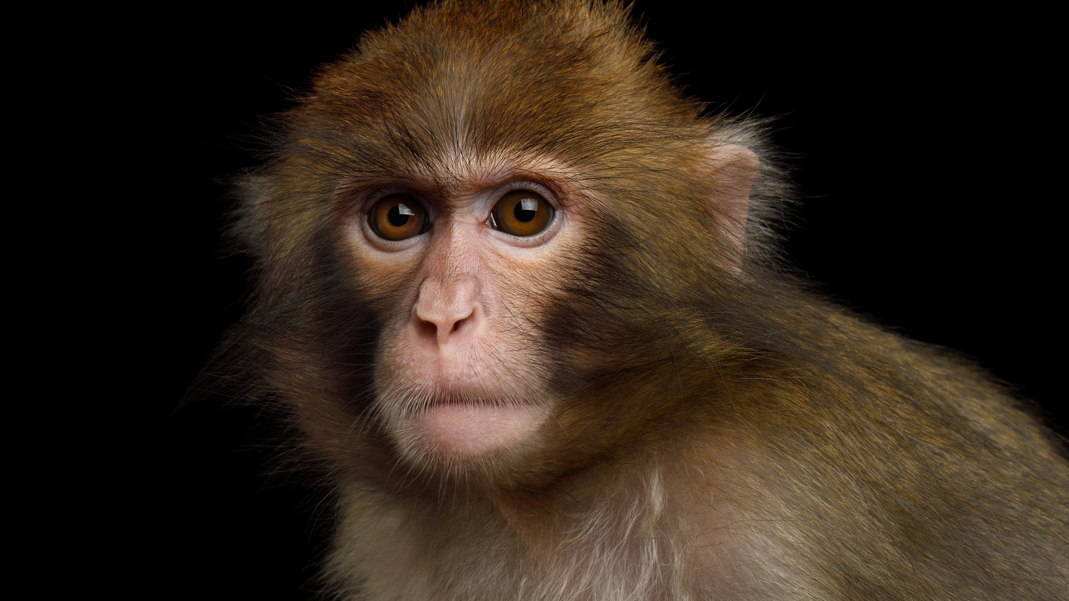 At least 15 lab monkeys implanted with Elon Musk’s brain chips at UC Davis have died