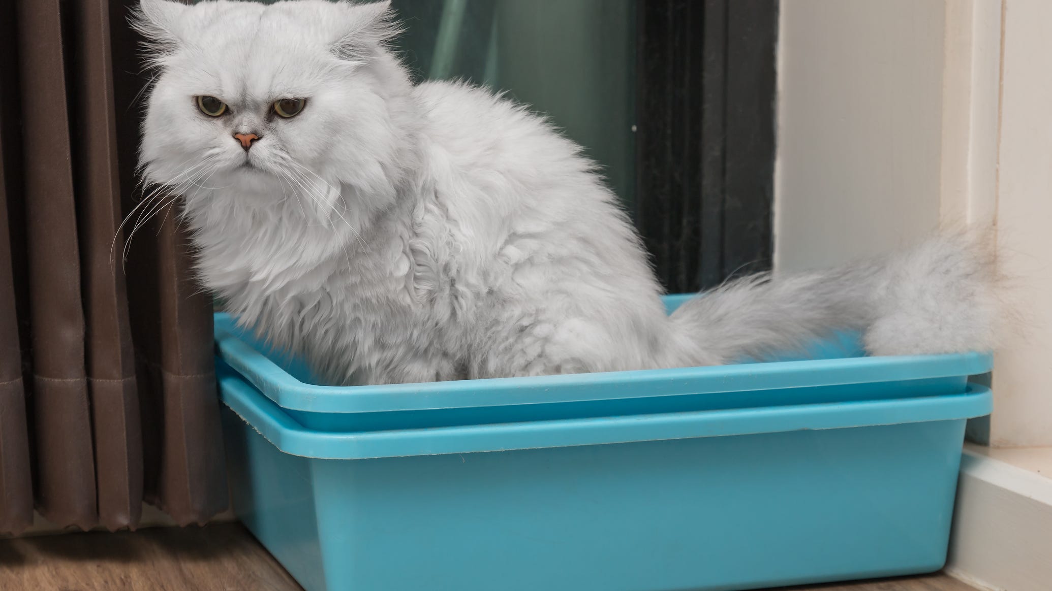 Animal shelter offers Valentine's Day 'smear campaign' for jilted lovers