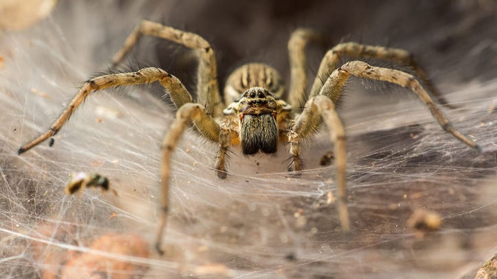 WATCH: Amazon driver kills spider for customer too scared to leave the house