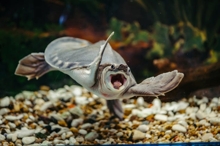 Turtle